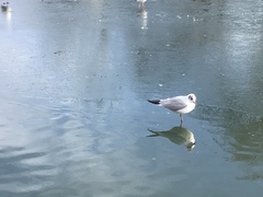 Chroicocephalus ridibundus