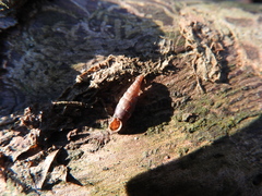 Macrogastra attenuata