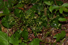 Knowltonia vesicatoria