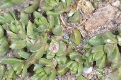 Nitrophila australis australis