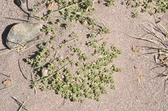 Nitrophila australis australis