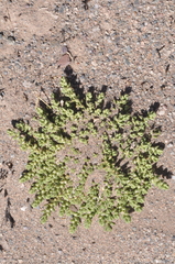 Nitrophila australis australis