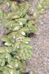 Nitrophila australis australis