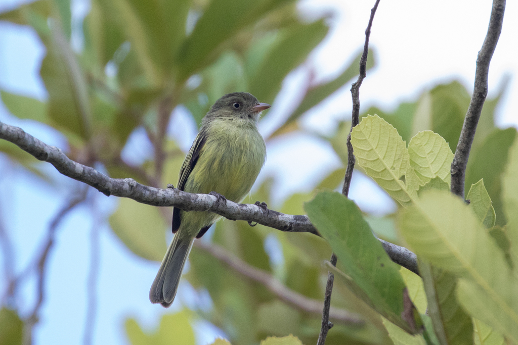Mishana Tyrannulet