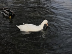 Anas platyrhynchos domesticus