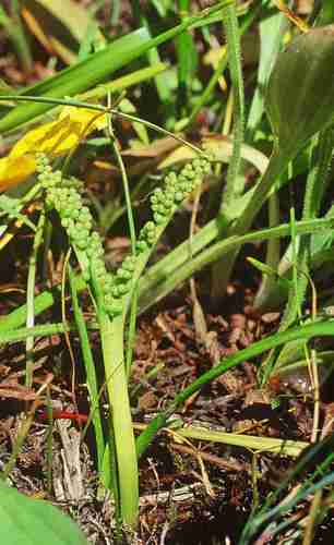 Peculiar moonwort (Botrychium paradoxum)