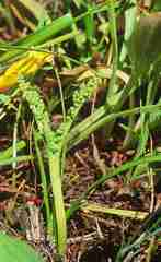 Botrychium paradoxum