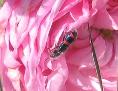 Trichodes ircutensis