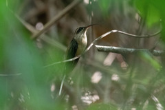 Phaethornis malaris