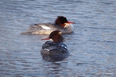 Mergus merganser