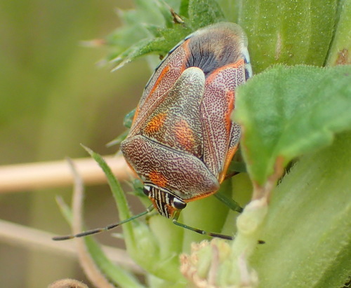 Antestiopsis thunbergii