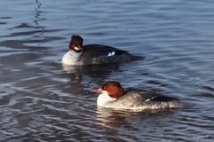 Mergus merganser