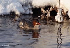 Mergus merganser