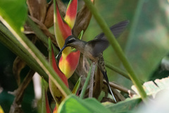 Phaethornis malaris