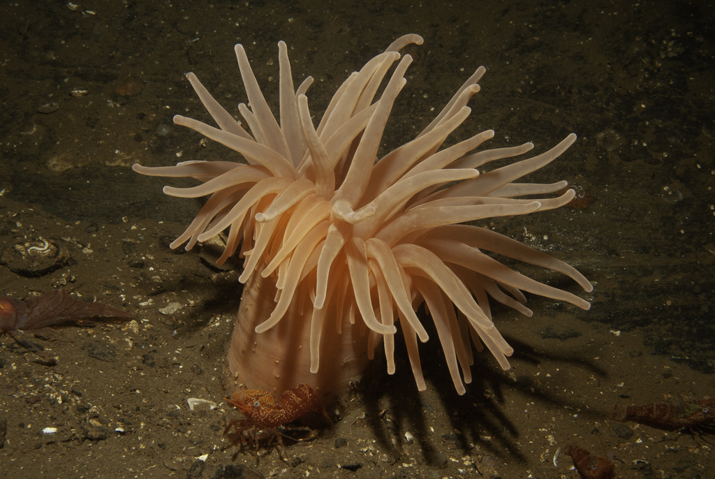 Deeplet Sea Anemone