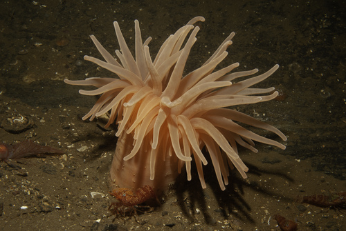 Deeplet Sea Anemone