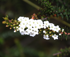 Epacris pauciflora