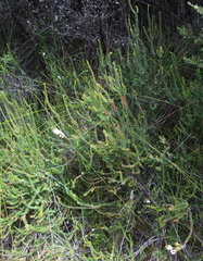 Epacris pauciflora
