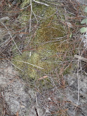 Catagonium nitens maritimum