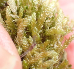 Catagonium nitens maritimum