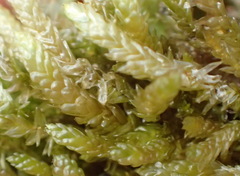 Catagonium nitens maritimum