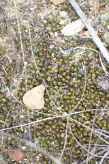 Trichostomum brachydontium