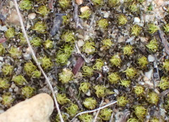 Trichostomum brachydontium