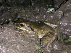 Polypedates leucomystax