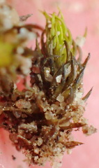 Trichostomum brachydontium