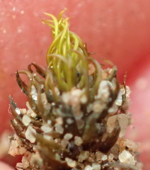 Trichostomum brachydontium