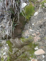 Trichostomum brachydontium