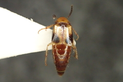 Lordithon trinotatus