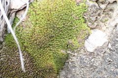 Trichostomum brachydontium