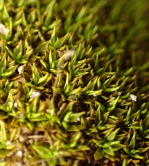 Trichostomum brachydontium