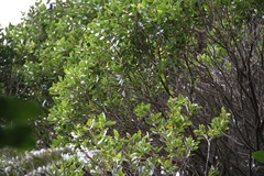 Metrosideros robusta