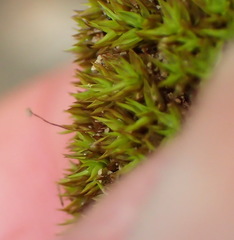 Trichostomum brachydontium