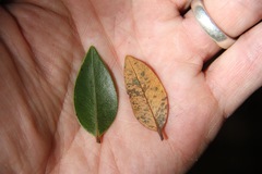 Metrosideros robusta