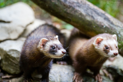 Domestic Ferret