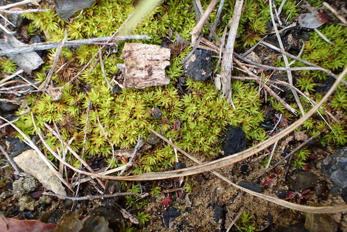 Image of Tortula atrovirens by (c) Nicola van Berkel, some rights reserved (CC BY-SA)