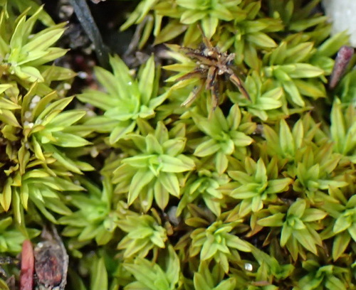 Image of Rib-leaf Moss by (c) Nicola van Berkel, some rights reserved (CC BY-SA)