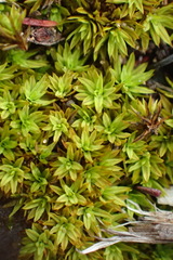 Tortula atrovirens