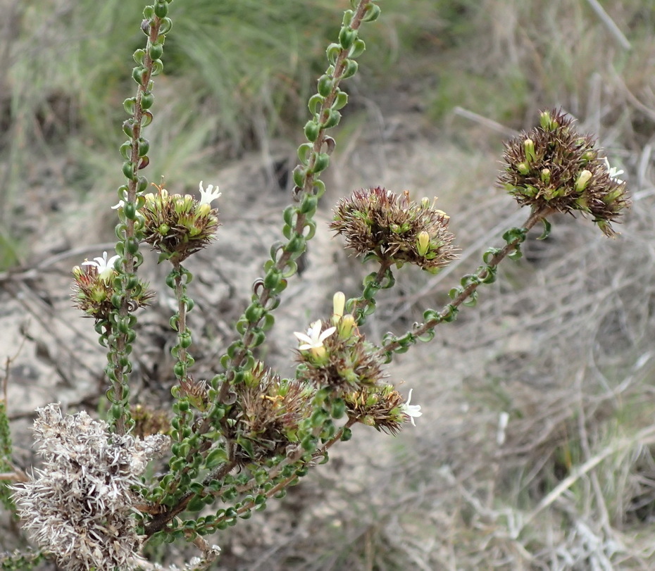 Wahlenbergia desmantha