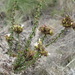 Wahlenbergia desmantha - Photo (c) Nicola van Berkel, μερικά δικαιώματα διατηρούνται (CC BY-SA), uploaded by Nicola van Berkel