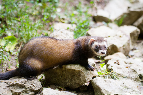 Domestic Ferret