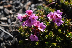 Androsace laevigata
