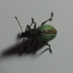 Polydrusus chrysomela