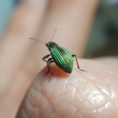 Polydrusus chrysomela