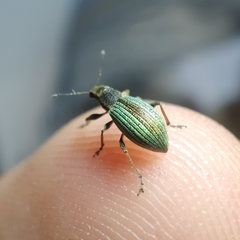 Polydrusus chrysomela