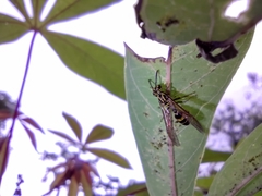 Polybia fastidiosuscula