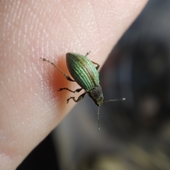 Polydrusus chrysomela